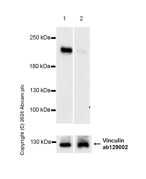 Western blot - Anti-CDK12 antibody [EPR29009-30] - BSA and Azide free (AB317747)