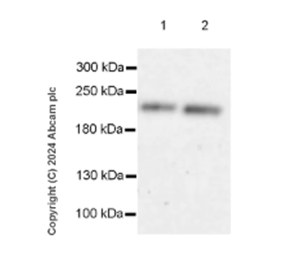 Western blot - Anti-CDK12 antibody [EPR29009-30] - BSA and Azide free (AB317747)