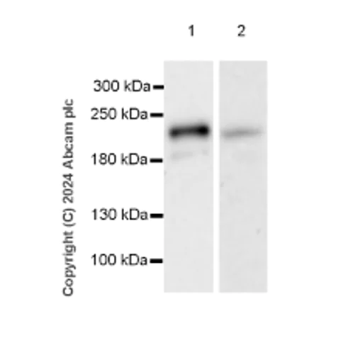 Western blot - Anti-CDK12 antibody [EPR29009-30] - BSA and Azide free (AB317747)