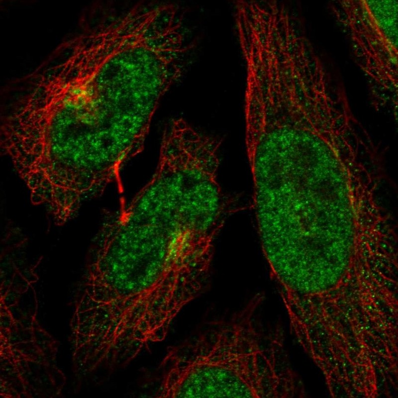 Immunocytochemistry/ Immunofluorescence - Anti-CDK13 antibody (AB251955), expandable thumbnail