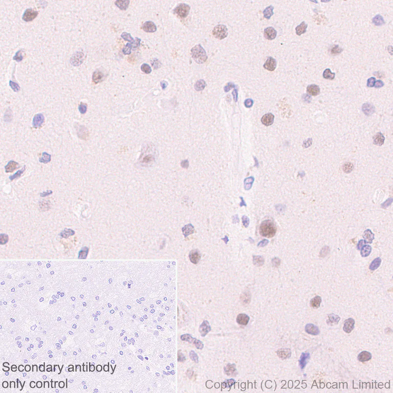 Immunohistochemistry (Formalin/PFA-fixed paraffin-embedded sections) - Anti-CDK13 antibody [EPR29353-534] - BSA and Azide free (AB325968)
