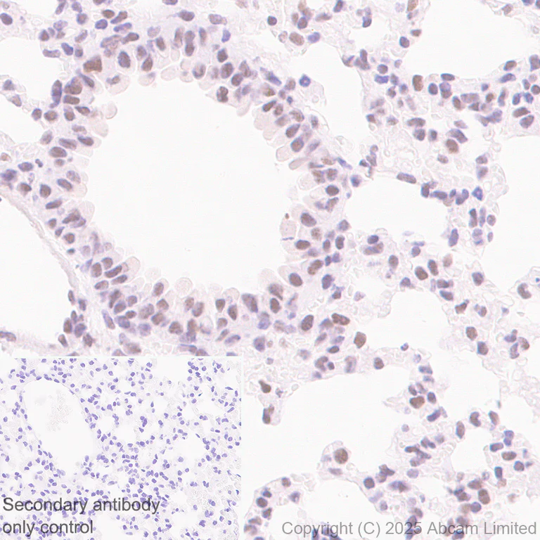 Immunohistochemistry (Formalin/PFA-fixed paraffin-embedded sections) - Anti-CDK13 antibody [EPR29353-534] - BSA and Azide free (AB325968)