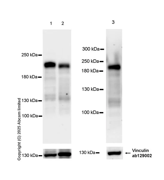 Western blot - Anti-CDK13 antibody [EPR29353-534] - BSA and Azide free (AB325968)
