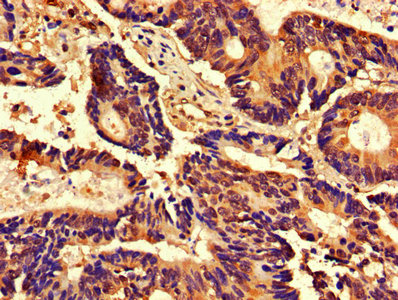 Immunohistochemistry (Formalin/PFA-fixed paraffin-embedded sections) - Anti-Cdk2 antibody (AB235941)