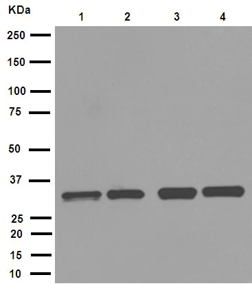 Western blot - Anti-Cdk2 antibody [E304] (AB32147)