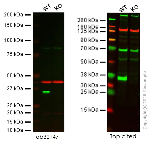 Western blot - Anti-Cdk2 antibody [E304] (AB32147)