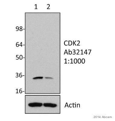 Western blot - Anti-Cdk2 antibody [E304] (AB32147)