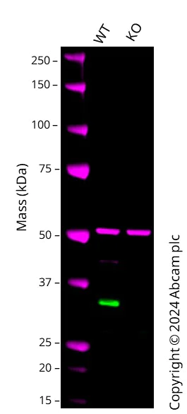 Western blot - Anti-Cdk2 antibody [E304] (AB32147)