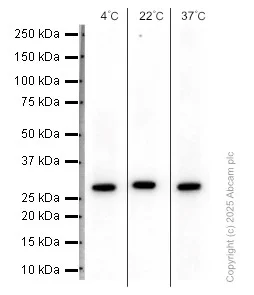 Western blot - Anti-Cdk2 antibody [E304] (AB32147)