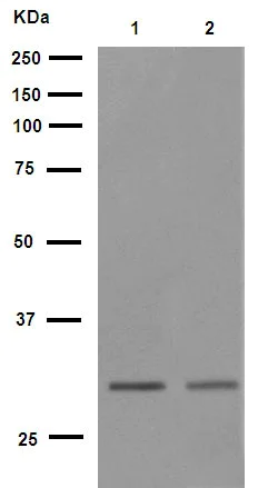 Western blot - Anti-Cdk2 antibody [E304] (AB32147)