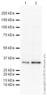 Western blot - Anti-Cdk2 antibody [E304] (AB32147)
