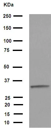 Western blot - Anti-Cdk2 antibody [E304] (AB32147)