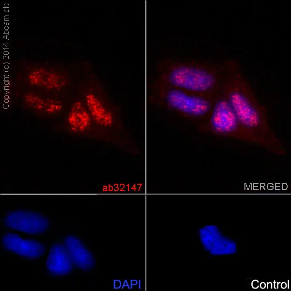 Immunocytochemistry/ Immunofluorescence - Anti-Cdk2 antibody [E304] - BSA and Azide free (AB208697)