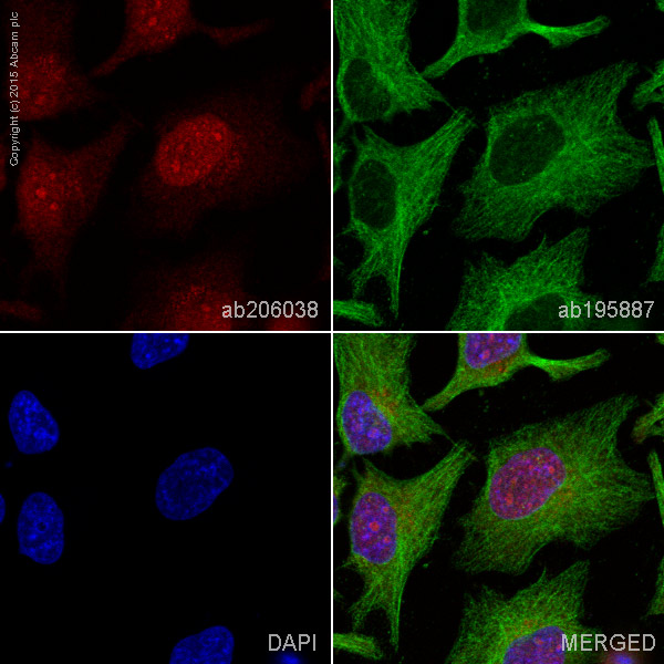 Immunocytochemistry/ Immunofluorescence - Anti-Cdk2 antibody [E304] - BSA and Azide free (AB208697)
