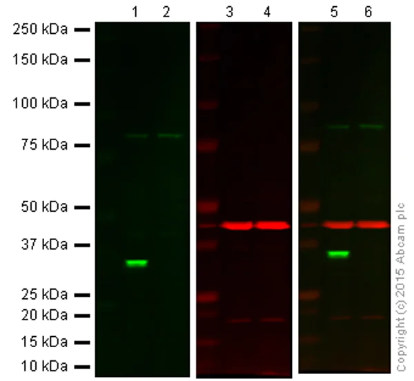 Western blot - Anti-Cdk2 antibody [E304] - BSA and Azide free (AB208697)
