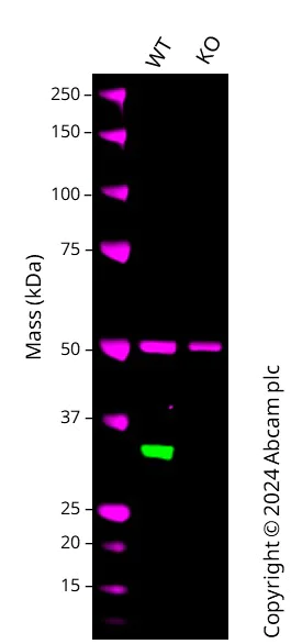 Western blot - Anti-Cdk2 antibody [SP80] (AB101682)