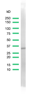 Western blot - Anti-Cdk2 antibody [SP80] (AB101682)