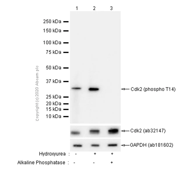 Western blot - Anti-CDK2 (phospho T14) antibody [EP2234Y] - BSA and Azide free (AB239860)