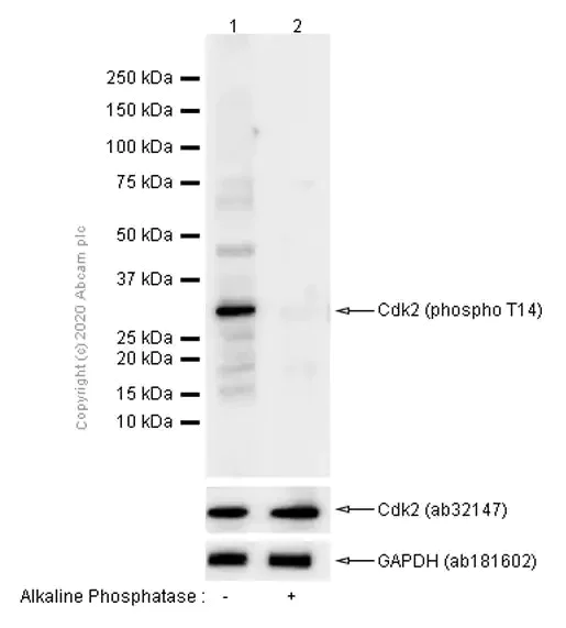 Western blot - Anti-CDK2 (phospho T14) antibody [EP2234Y] - BSA and Azide free (AB239860)
