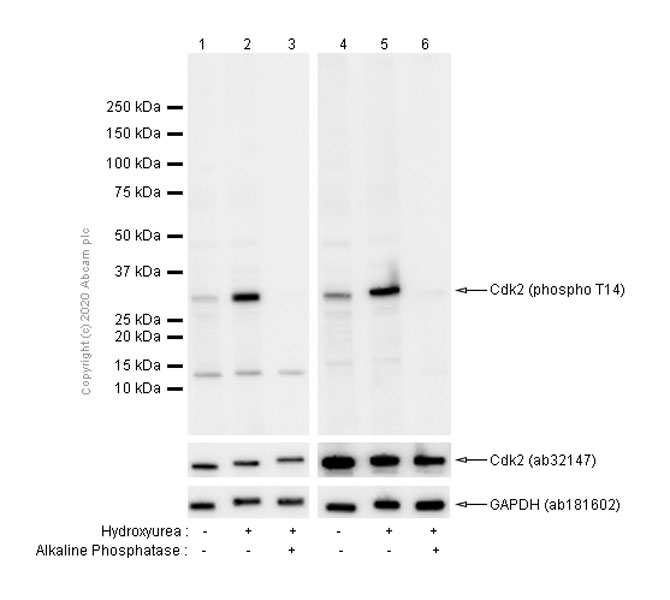 Western blot - Anti-CDK2 (phospho T14) antibody [EP2234Y] - BSA and Azide free (AB239860), expandable thumbnail