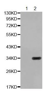 Western blot - Anti-Cdk2 (phospho T160) antibody (AB194868)