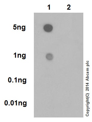 Dot Blot - Anti-CDK2 (phospho T160) + CDK1 (phospho T161) antibody [EPR17621] (AB183554), expandable thumbnail