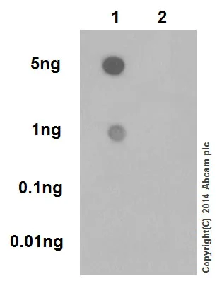 Dot Blot - Anti-CDK2 (phospho T160) + CDK1 (phospho T161) antibody [EPR17621] (AB183554)