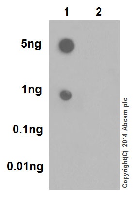 Dot Blot - Anti-CDK2 (phospho T160) + CDK1 (phospho T161) antibody [EPR17621] (AB183554), expandable thumbnail