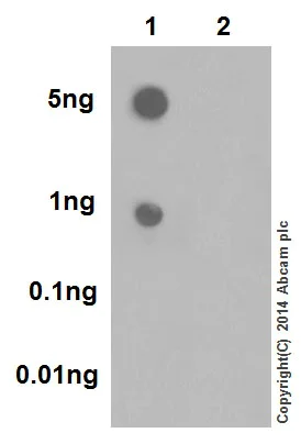 Dot Blot - Anti-CDK2 (phospho T160) + CDK1 (phospho T161) antibody [EPR17621] (AB183554)