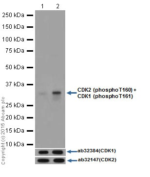Western blot - Anti-CDK2 (phospho T160) + CDK1 (phospho T161) antibody [EPR17621] (AB183554), expandable thumbnail