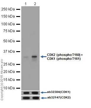 Western blot - Anti-CDK2 (phospho T160) + CDK1 (phospho T161) antibody [EPR17621] (AB183554)