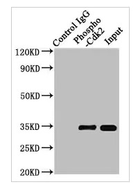 Immunoprecipitation - Anti-CDK2 (phospho Y15) antibody [2C4] (AB314034)