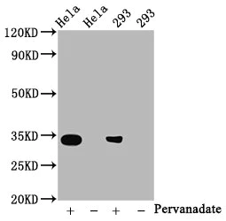 Western blot - Anti-CDK2 (phospho Y15) antibody [2C4] (AB314034)