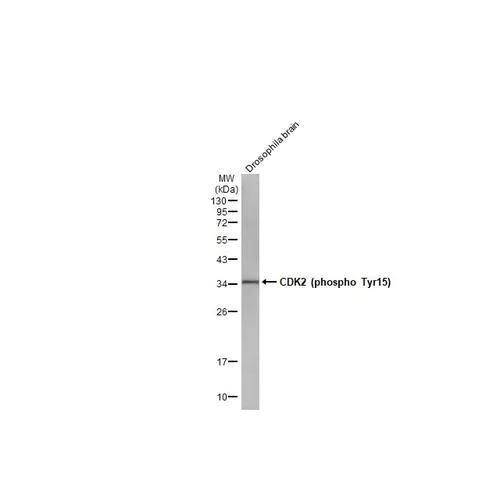 Western blot - Anti-CDK2 (phospho Y15) antibody [HL1474] (AB317089)