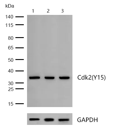 Western blot - Anti-CDK2 (phospho Y15) antibody [SN72-04] (AB326628)