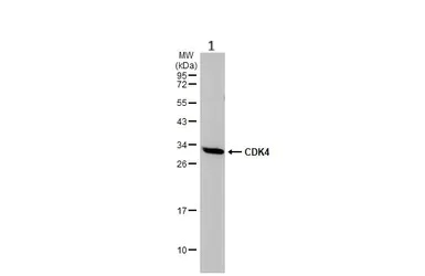 Western blot - Anti-Cdk4 antibody (AB137675)