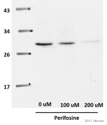 Western blot - Anti-Cdk4 antibody (AB137675)