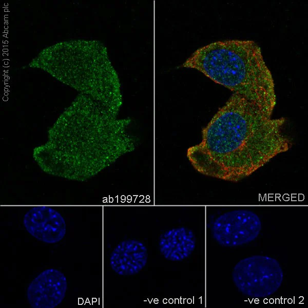 Immunocytochemistry/ Immunofluorescence - Anti-Cdk4 antibody [EPR17525] (AB199728)