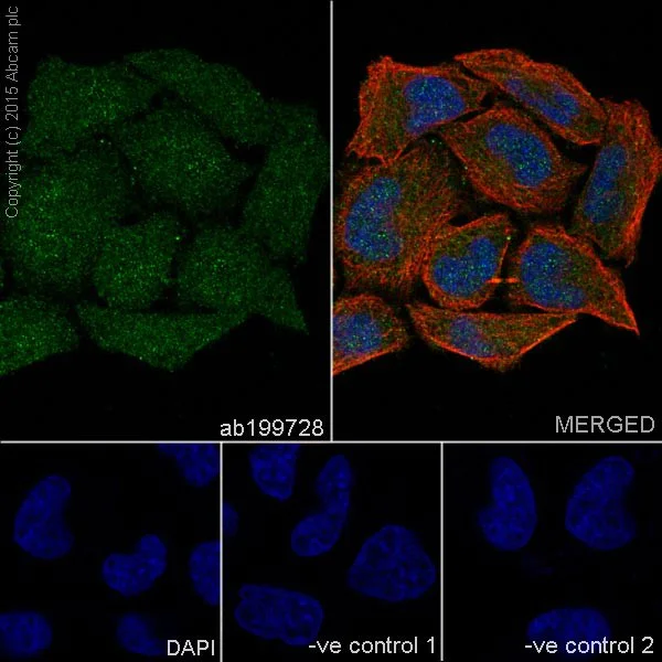 Immunocytochemistry/ Immunofluorescence - Anti-Cdk4 antibody [EPR17525] (AB199728)