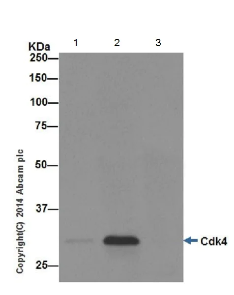 Immunoprecipitation - Anti-Cdk4 antibody [EPR17525] (AB199728)