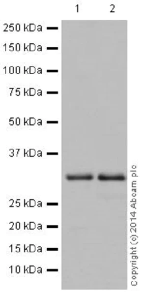 Western blot - Anti-Cdk4 antibody [EPR17525] (AB199728)