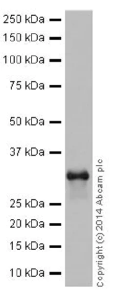 Western blot - Anti-Cdk4 antibody [EPR17525] (AB199728)