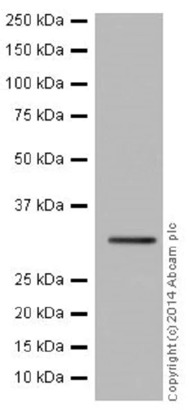 Western blot - Anti-Cdk4 antibody [EPR17525] (AB199728)