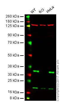 Western blot - Anti-Cdk4 antibody [EPR17525] (AB199728)