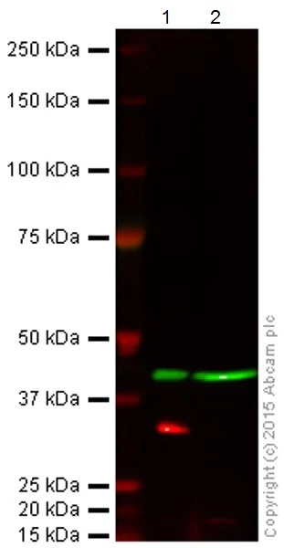 Western blot - Anti-Cdk4 antibody [EPR17525] (AB199728)