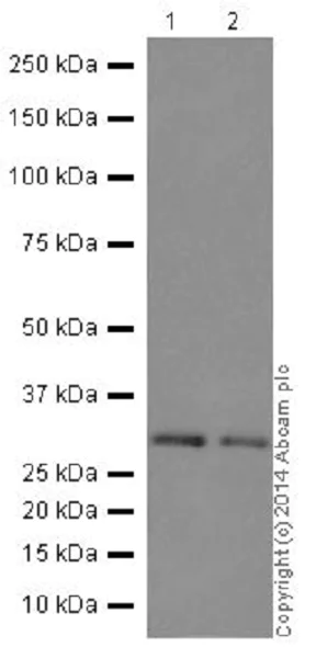 Western blot - Anti-Cdk4 antibody [EPR17525] (AB199728)