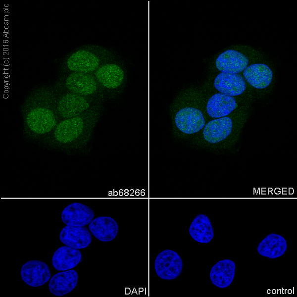 Immunocytochemistry/ Immunofluorescence - Anti-Cdk4 antibody [EPR2513Y] (AB68266), expandable thumbnail
