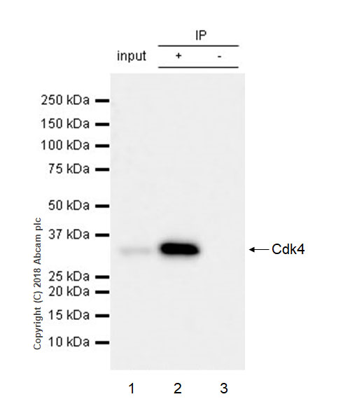 Immunoprecipitation - Anti-Cdk4 antibody [EPR2513Y] (AB68266), expandable thumbnail