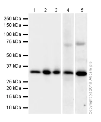 Western blot - Anti-Cdk4 antibody [EPR2513Y] (AB68266)