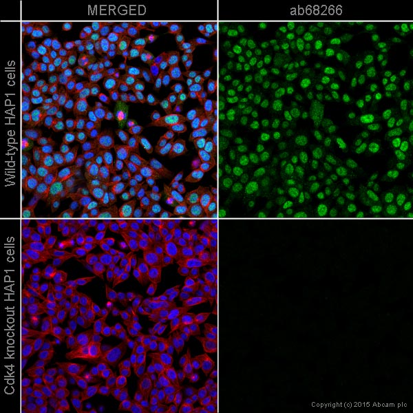 Immunocytochemistry/ Immunofluorescence - Anti-Cdk4 antibody [EPR2513Y] - BSA and Azide free (AB236042), expandable thumbnail